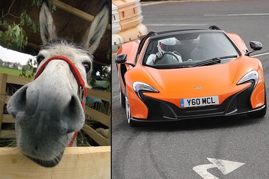 Carrot-coloured sports car tempts donkey