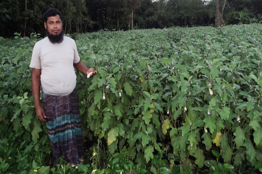 Lalmonirhat farmers happy over fair market prices of vegetables