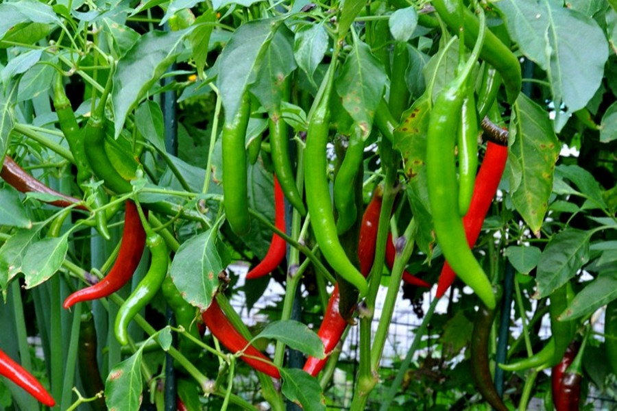 Chilli growers happy over fair price