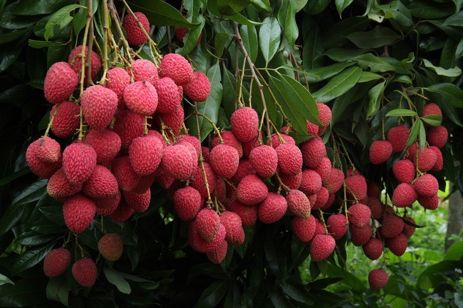 Juicy litchi on display at Rajshahi markets