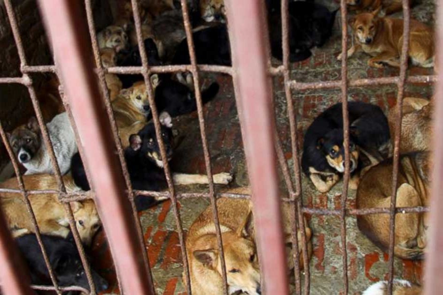 Hanoi urges residents to stop eating dog meat