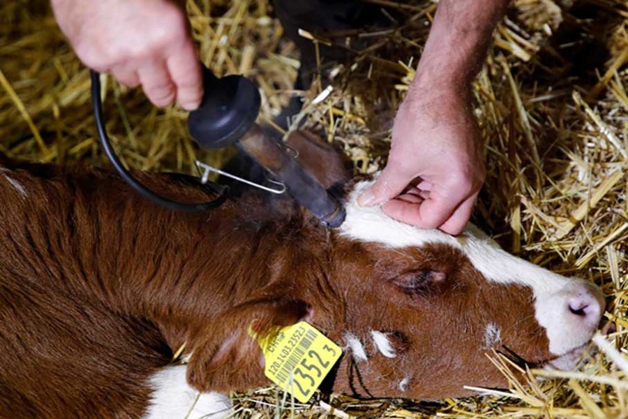 Swiss to vote Sunday to decide cows with or without horns