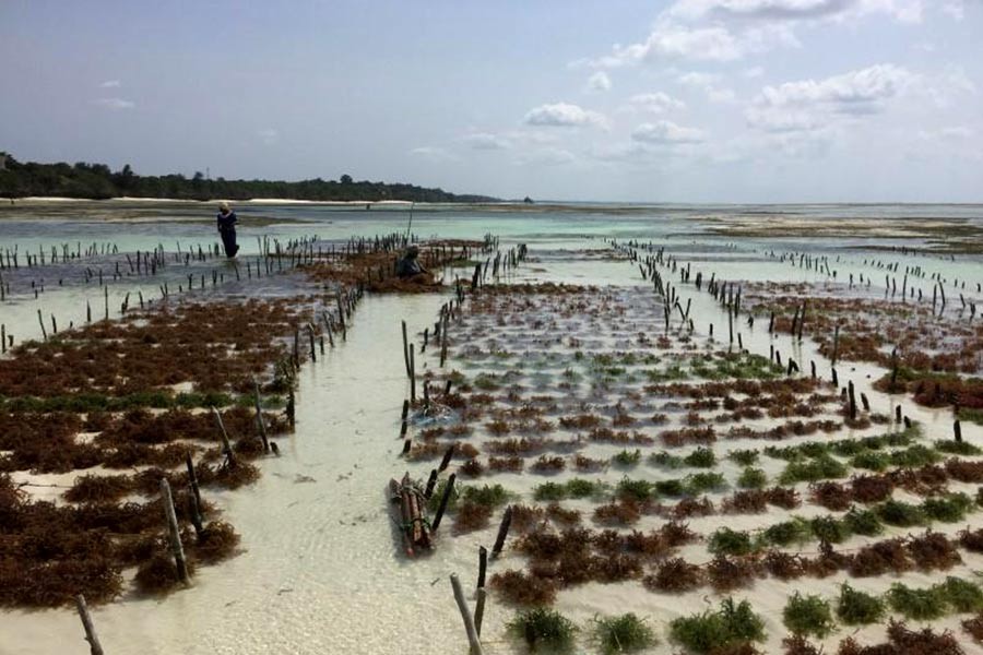 'Seaweed farming should be brought under purview of fisheries ministry'
