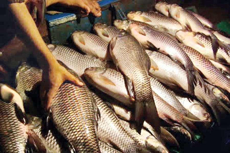 Fish prices increase further