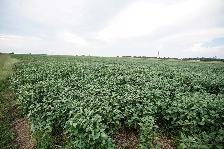 China buys US soybeans a day after trade talks