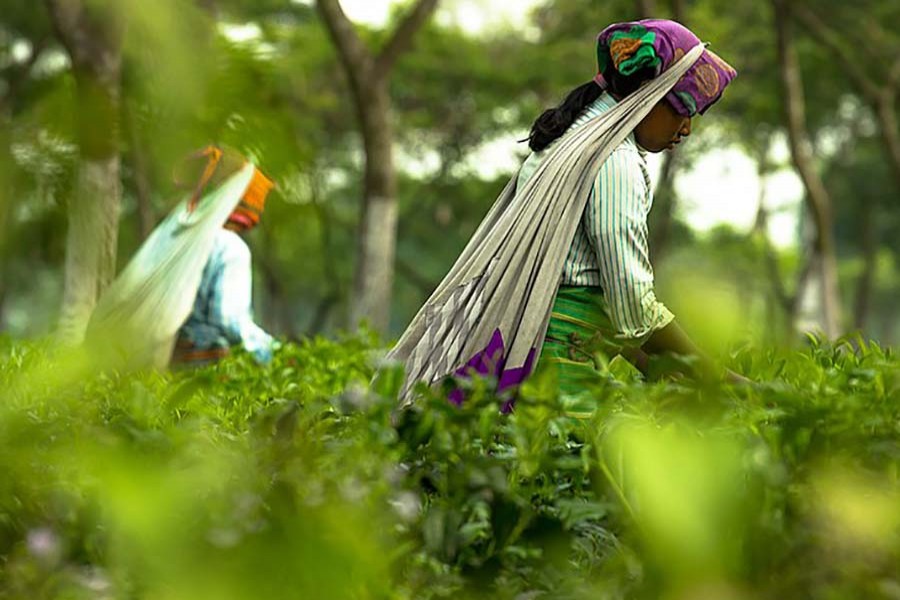 Tea output increases 57pc in northern districts