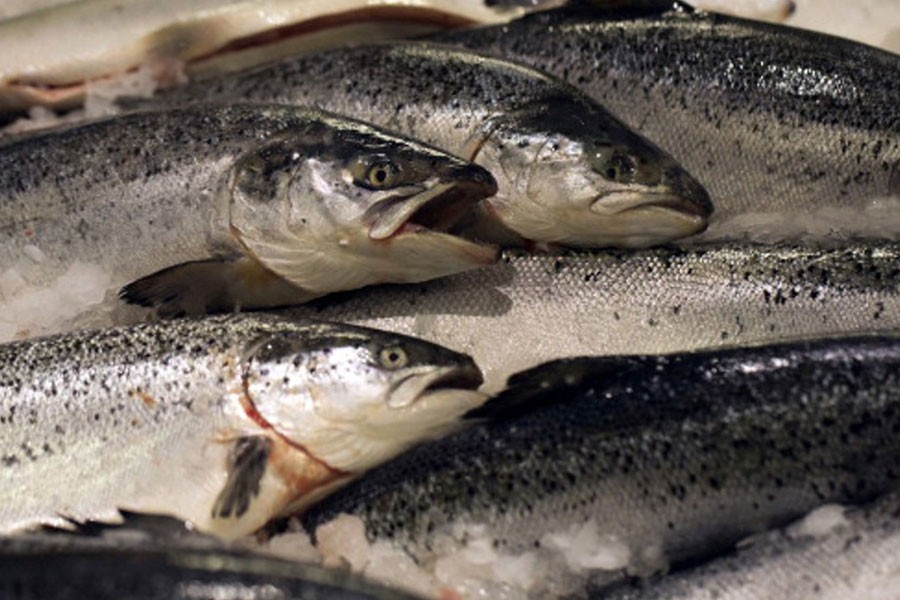 EU raids salmon farmers in suspected cartel inquiry