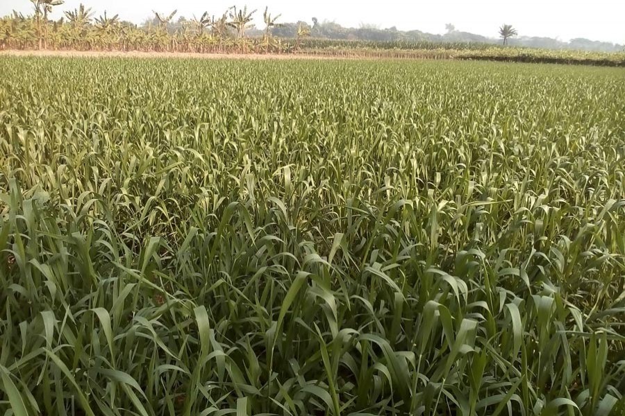 Move to double maize production by 2021