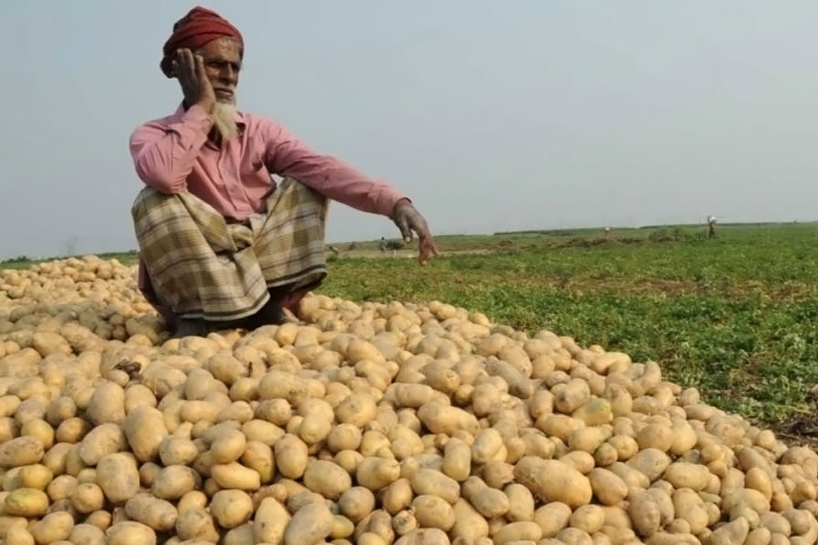 Potato shipments fall sharply