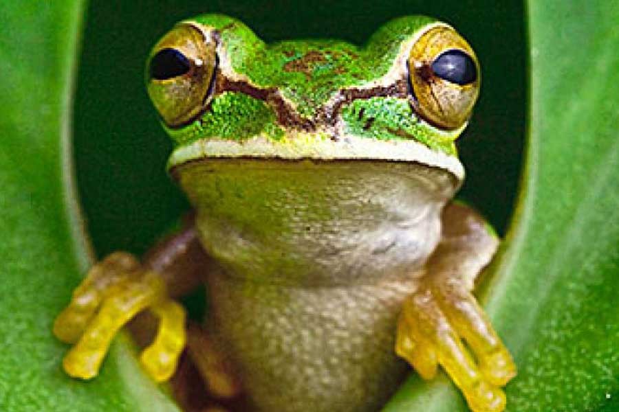 Increasing loss of biodiversity causes threat to world's food security