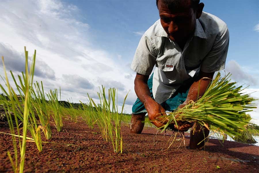 Banks disburse 74pc of annual farm loan target in nine months