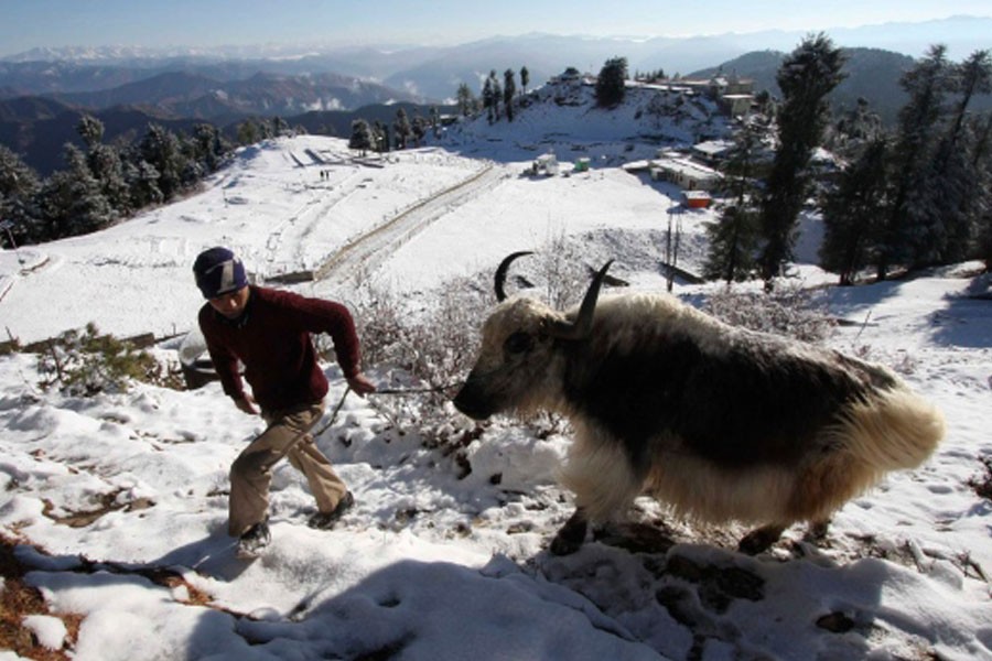 300 snow-trapped yaks starve to death in India