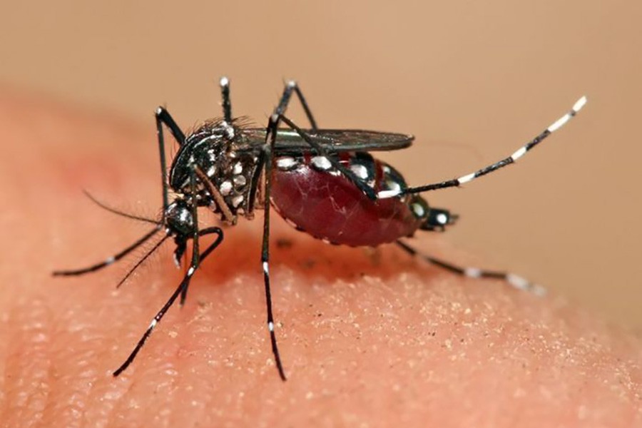 7,766 people infected with dengue in seven months