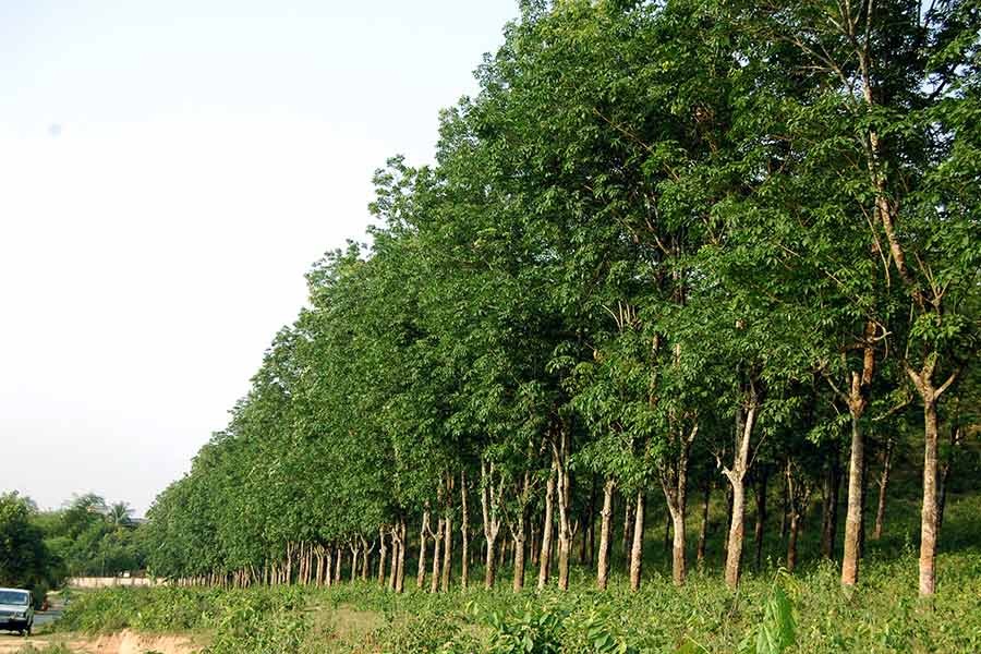 BFIDC to set up factory in Ctg to export furniture