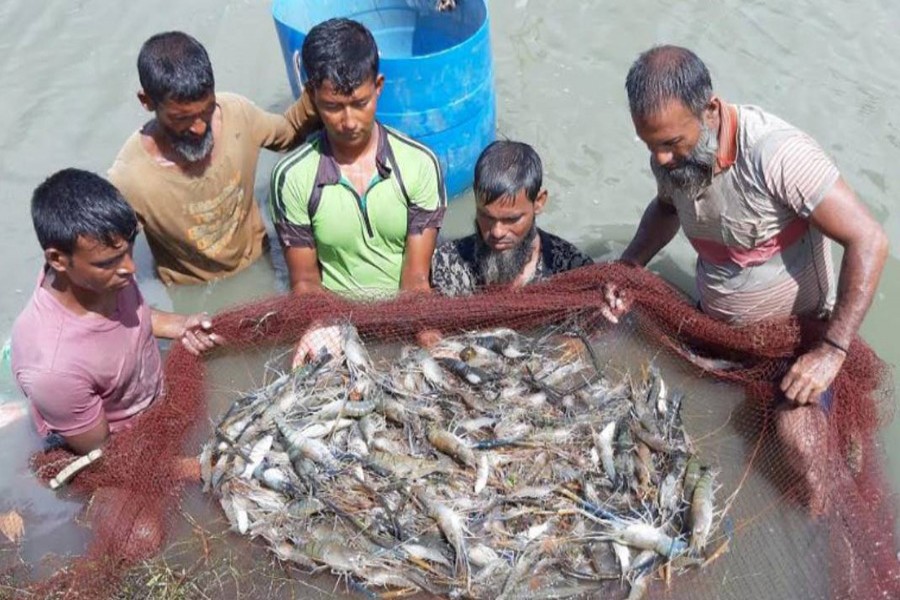 Viruses come back to haunt Bagerhat shrimp farmers
