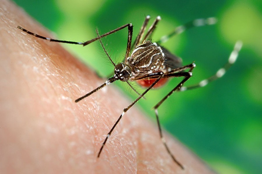 Dengue claims two more lives in Dhaka, Khulna