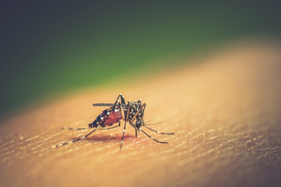 Three more died of dengue across country