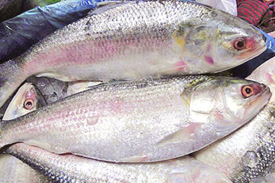 No hilsa fishing form Oct 9-30