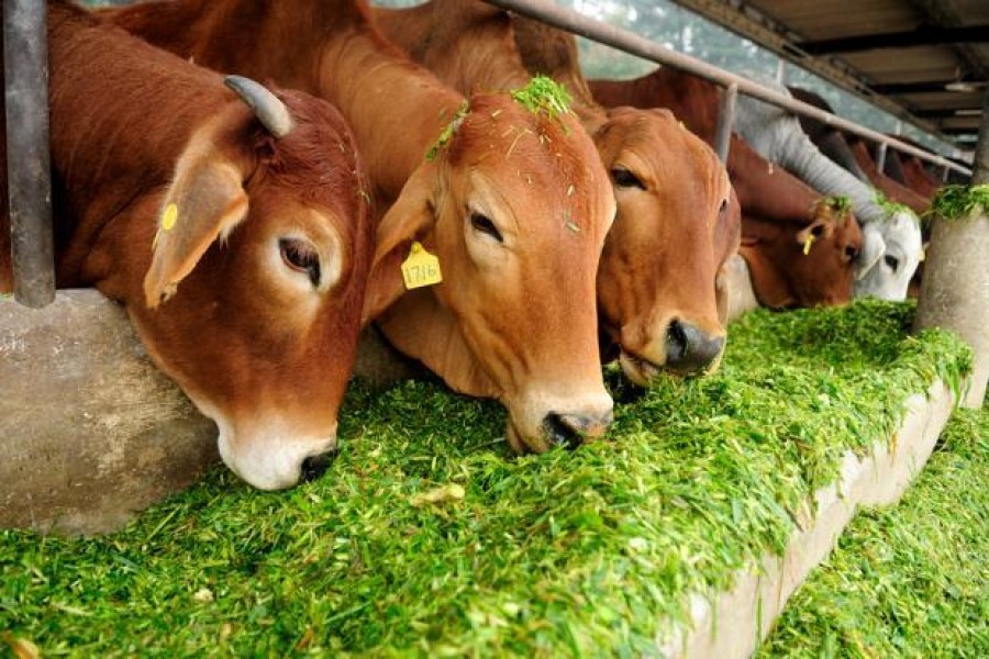 Returns from livestock high: Study