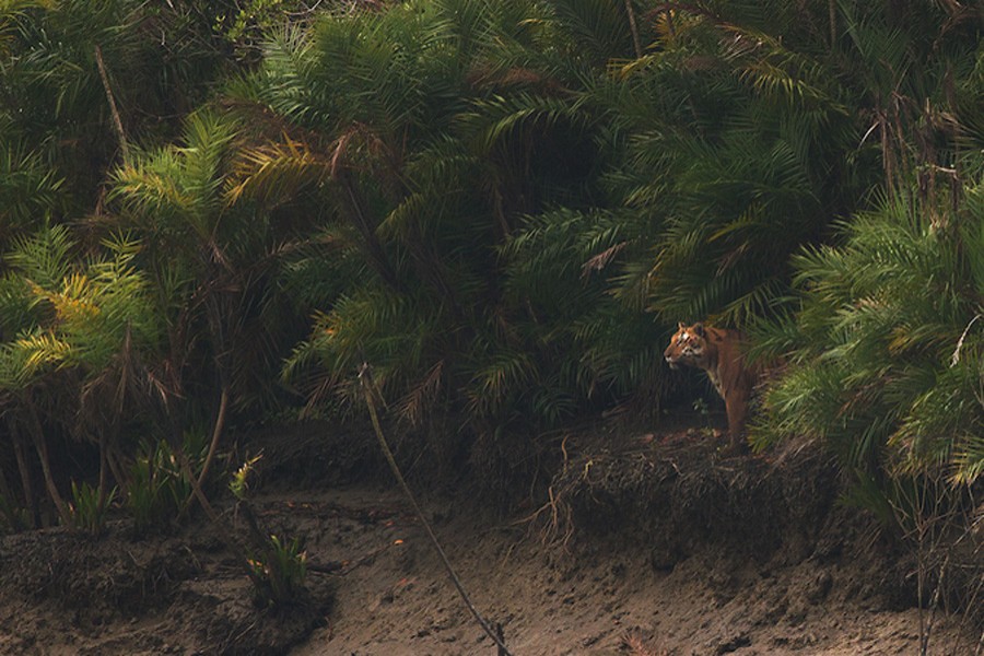 File photo of Sundarbans. (Collected)