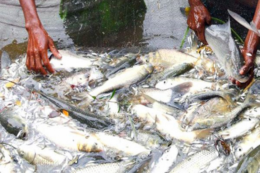 Policy reforms to boost fish production stressed