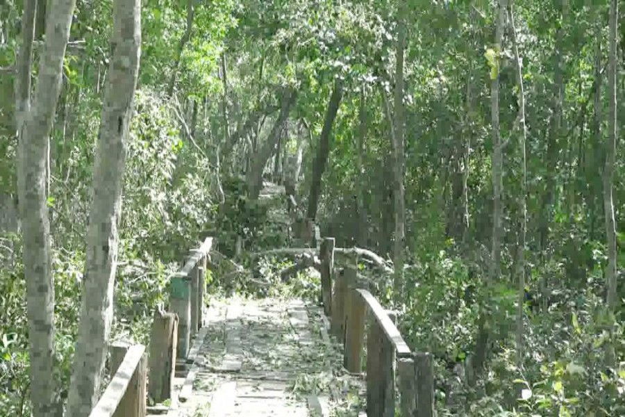 A total of 4,589 trees including Sundari were damaged in the Sundarbans by the Cyclone Bulbul that battered the coastal districts in the early hours of Sunday. Photo: UNB