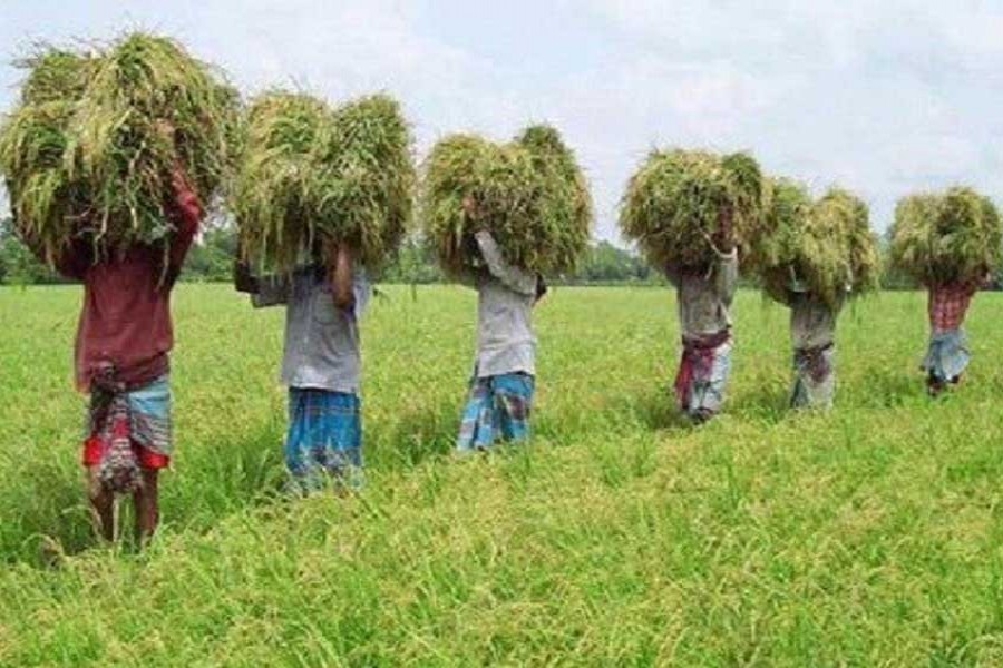 32 to get Bangabandhu National Agriculture Award-1424