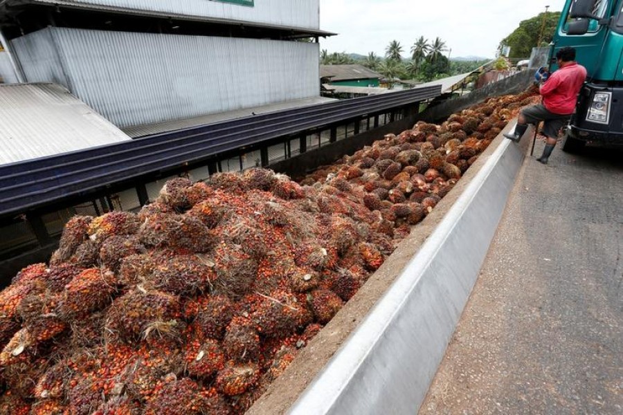 A worker unloads palm oil fruit bunches from a lorry inside a palm oil mill in Bahau, Negeri Sembilan, Malaysia, January 30, 2019. Reuters/Files