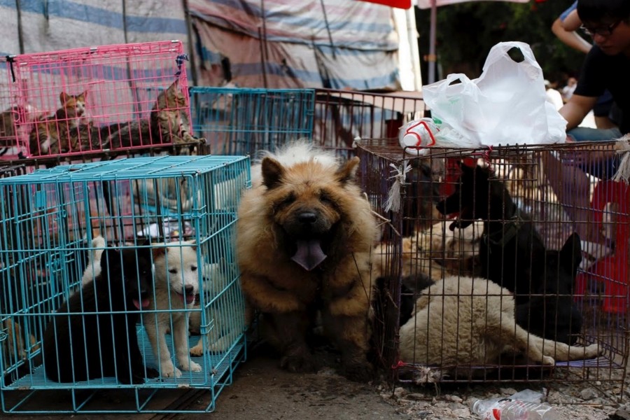 China’s Shenzhen bans the eating of cats, dogs after coronavirus