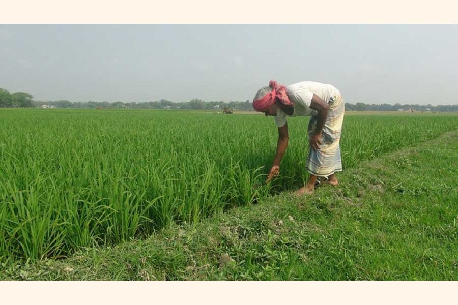 Managing migrant harvest workers during corona period