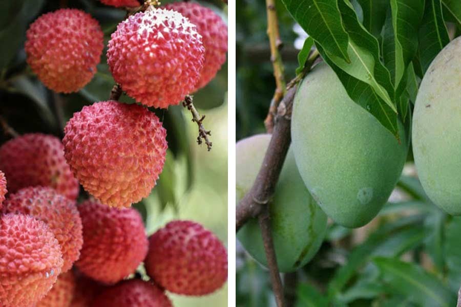 Govt to pave way for seasonal fruits to hit markets