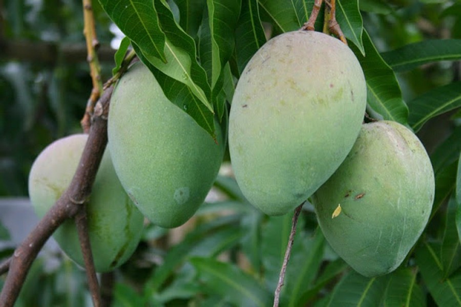 Minister urges juice manufacturers to buy more mangoes this year