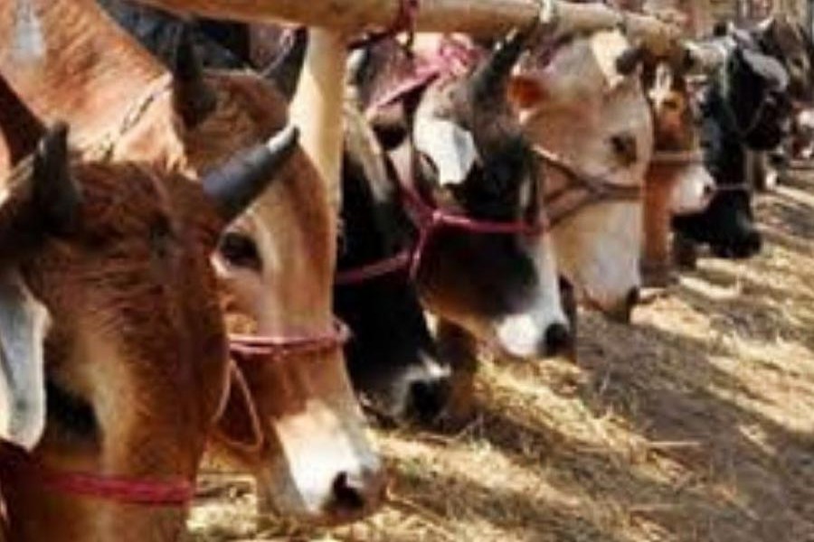 Sacrificial animals in surplus this year