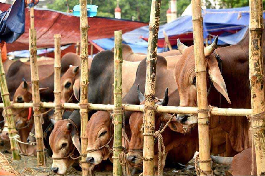 Cattle markets yet to get momentum in Ctg