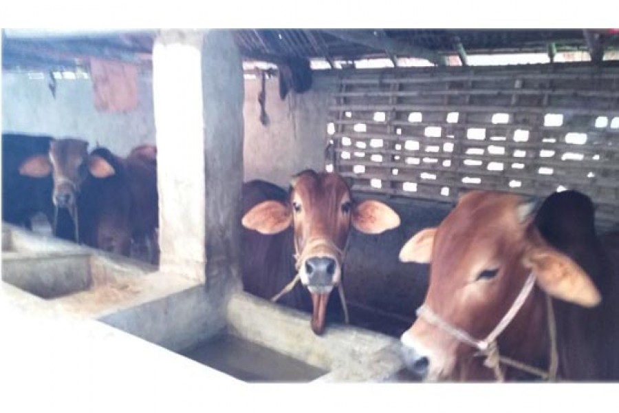 Online hut to sell livestock raised by rural women farmers of 'Shorbojoya'