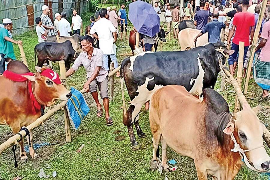 Cattle markets still sluggish