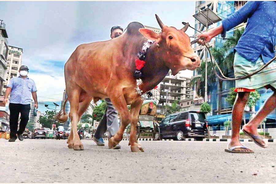 Trade picks up at cattle markets