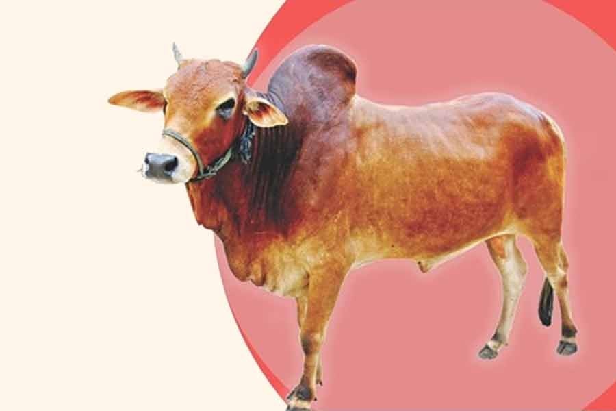 27,000 sacrificial animals sold online ahead of Eid