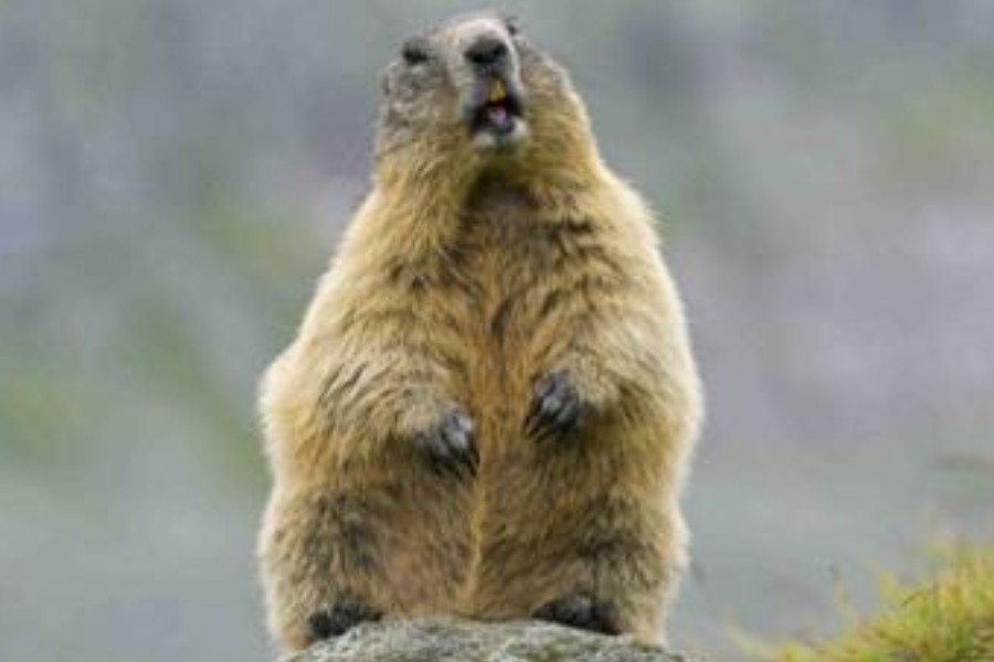 City in China’s Inner Mongolia issues warning after bubonic plague patient dies