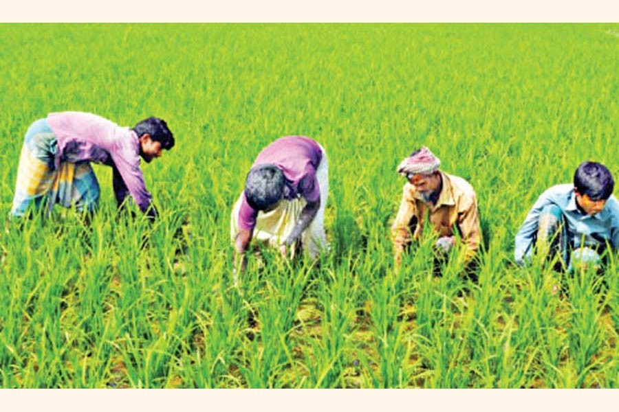 Flooding disrupts Aman farming