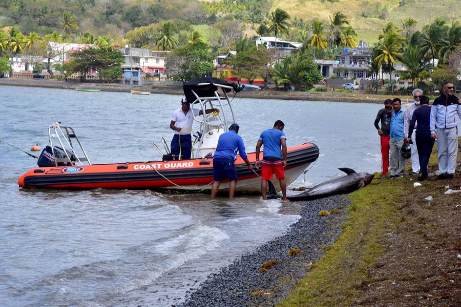 Mauritius fishermen try hard to save dolphins near oil spill