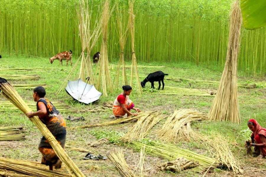 Private millers urge govt to discourage raw jute export to protect industry