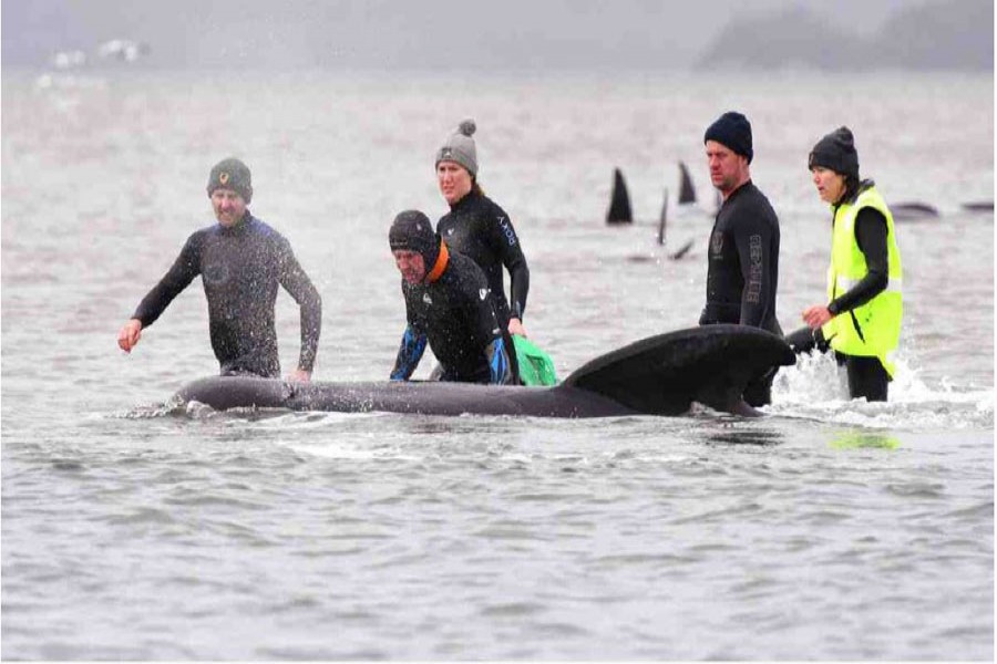 500 pilot whales found stranded in island state in Australia