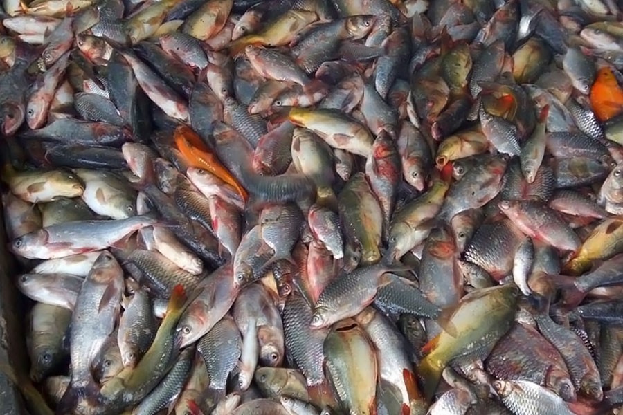 Hatchery fish farming gaining momentum in Rajshahi