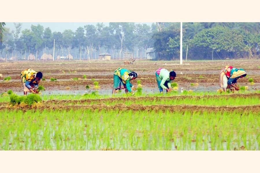 Bangladesh raises Boro rice acreage target by 50,000 hectares