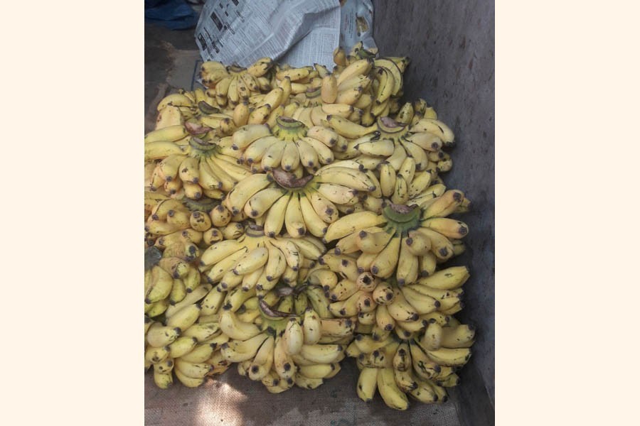 Banana growers in Tangail make good profit