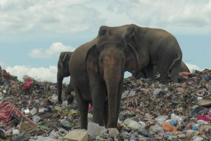 Sri Lanka records highest elephant deaths in world
