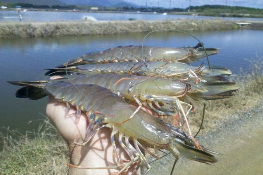 Waning shares in shrimp shipments deepen worries