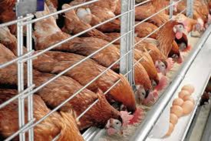 Dhaka slaps ban on poultry import to stop bird flu