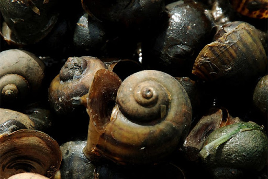 Bid to export 1,000 tonnes of snails